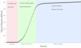 Nonlinear Regression Modeling for Cell Growth Optimization