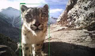 Caught on Camera: Analyzing Camera Trap Data to Inform Conservation